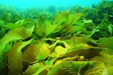 Rocky Reef with high kelp off Adelaide