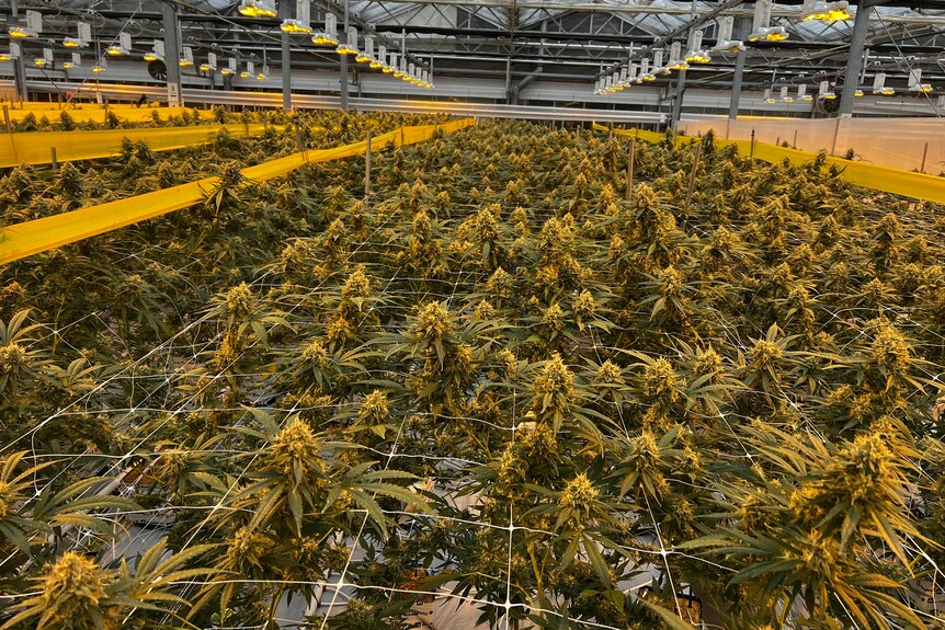 Maturing medicinal cannabis plants growing in a greenhouse under a yellow light.