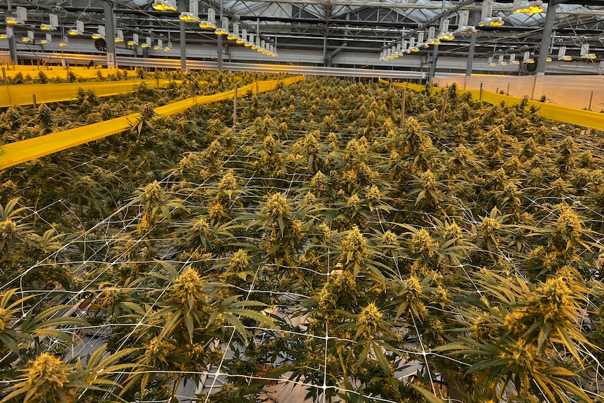 在黄灯下温室中生长的成熟药用大麻植物。
