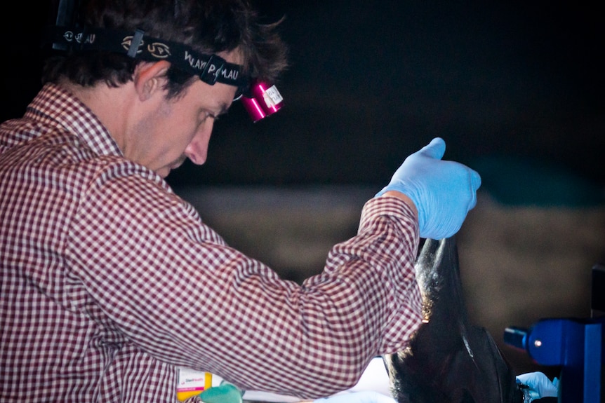 Chris Todd examines a Christmas Island flying fox.