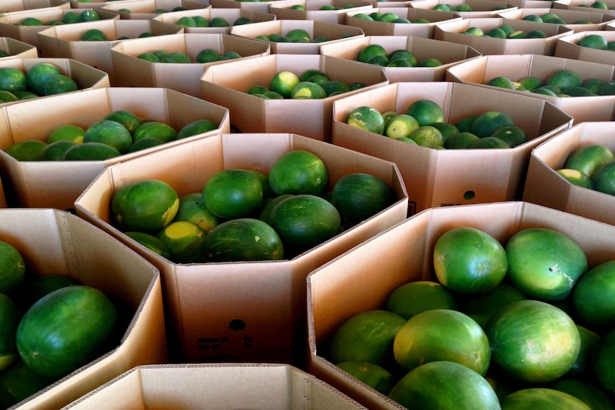 Melons packed in hexagonal cardboard boxes
