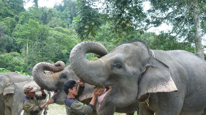Elephant keepers tend to elephants rescued from a camp in northern Sumatra