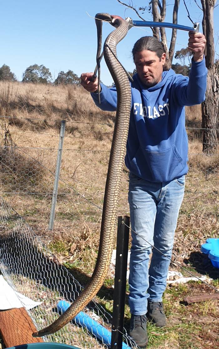 A man holds up a six foot long brown snake before putting into a safety bucket. 