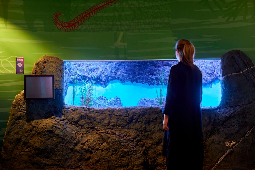 A woman stands in an aquarium, looking at a bright blue tank containing a handfish.