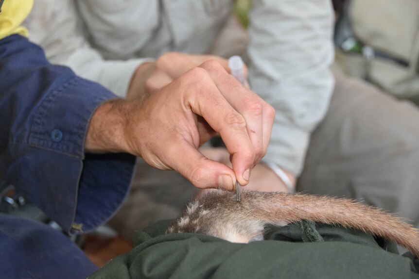 A man takes a hair sample from a quoll to test its stress levels.