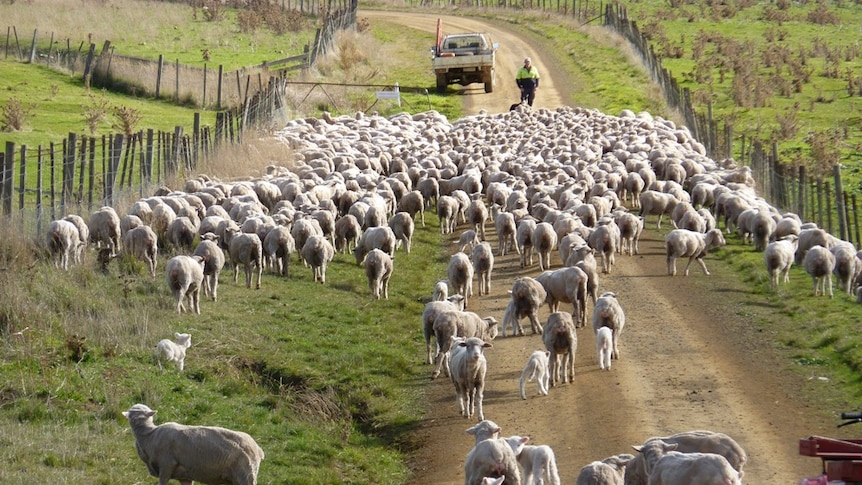 Rounding up the sheep in Tasmania