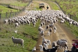 Rounding up the sheep in Tasmania