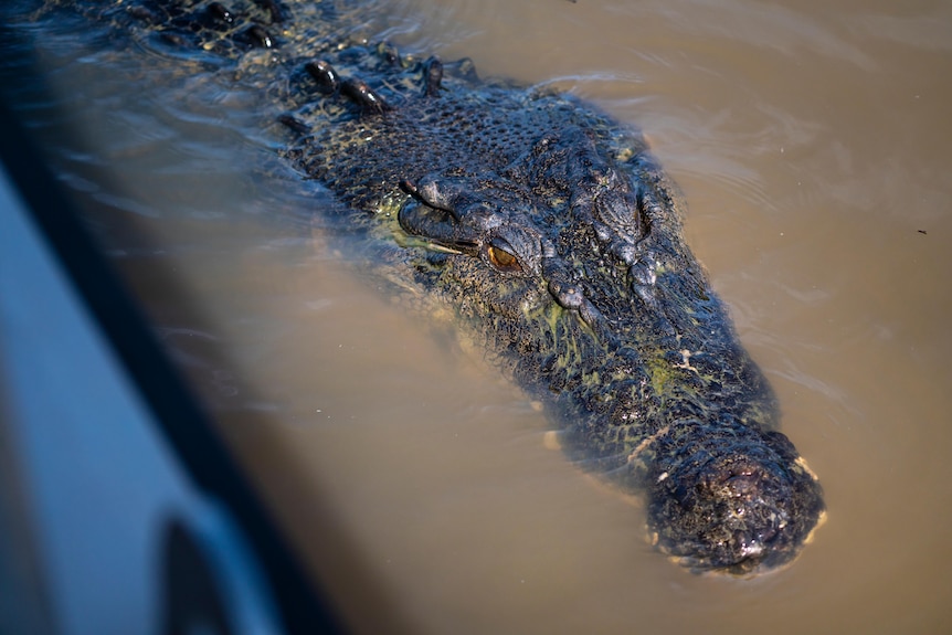 A crocodile's head at the surface of a river.