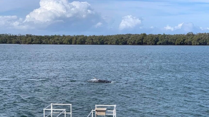 This humpback whale was detected in the Richmond River at Ballina entangled in ropes and buoys.