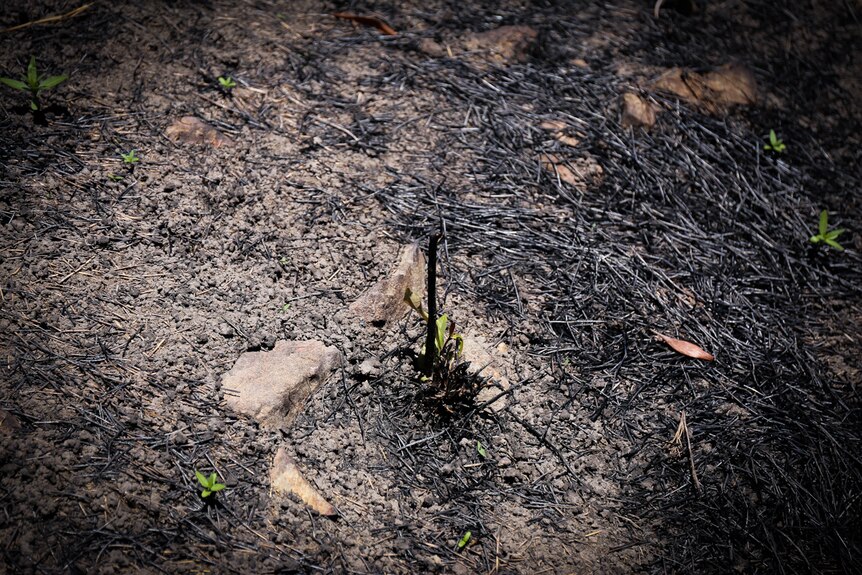 Burnt seedling