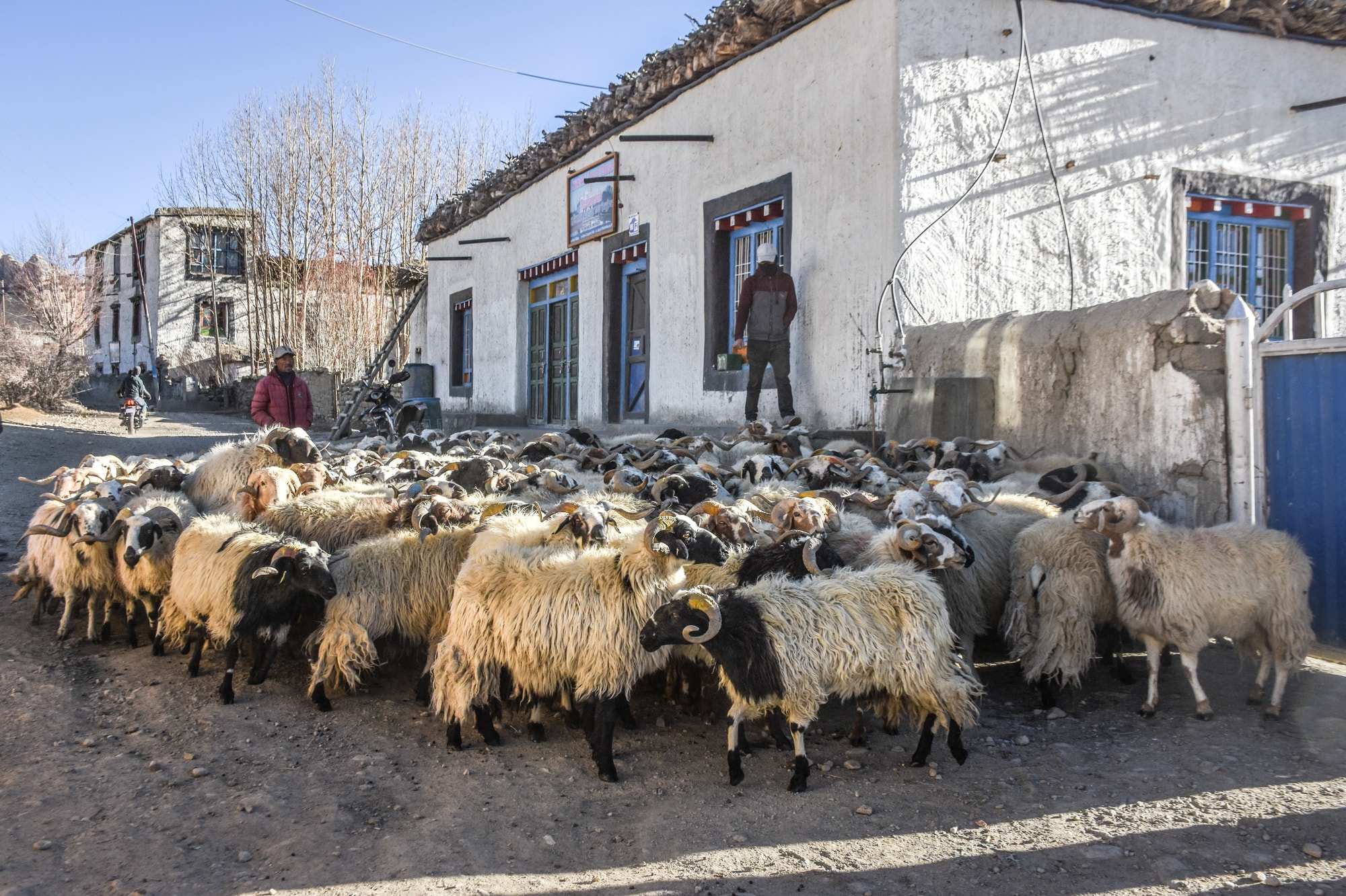 A man herds a pack of goats