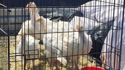 Former battery farm turkeys in a cage, about to be released