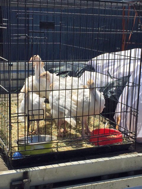 Former battery farm turkeys in a cage, about to be released