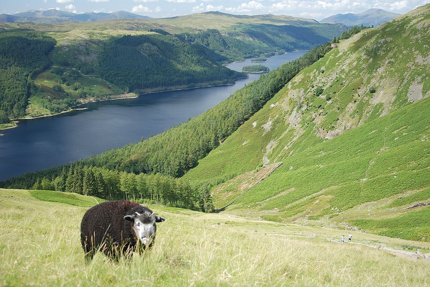 Herdwick sheep in Lake District