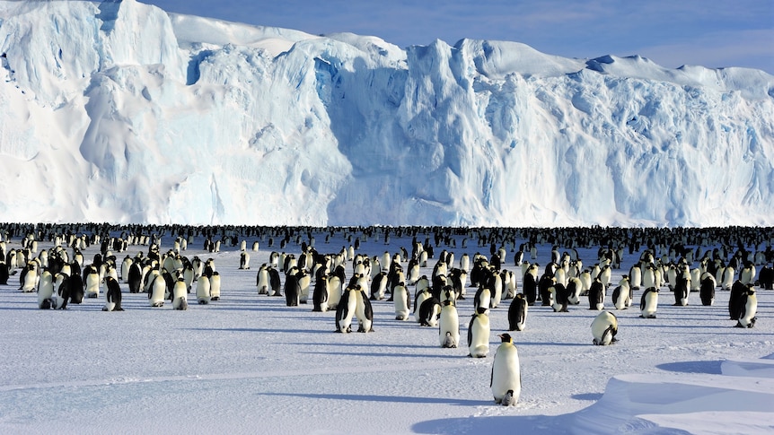 A large group of penguins stand on ice with icebergs in the background