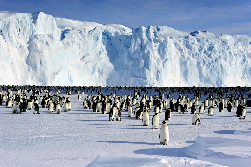 A large group of penguins stand on ice with icebergs in the background