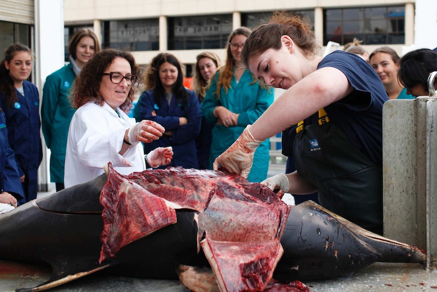 Dr Karen Evans supervising a necropsy on a dolphin.