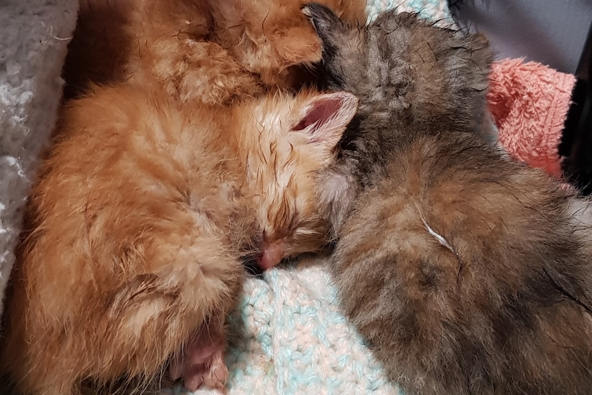 One tabby and two ginger kittens curl up together