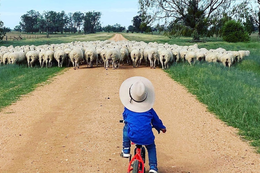 Sheep on a dirt road surrounded by green feed. A little boy on a bike in a cowboy hat musters the sheep with his back to camera.