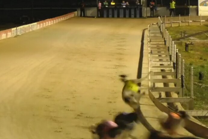 A blurred image of a greyhound getting injured during a race.
