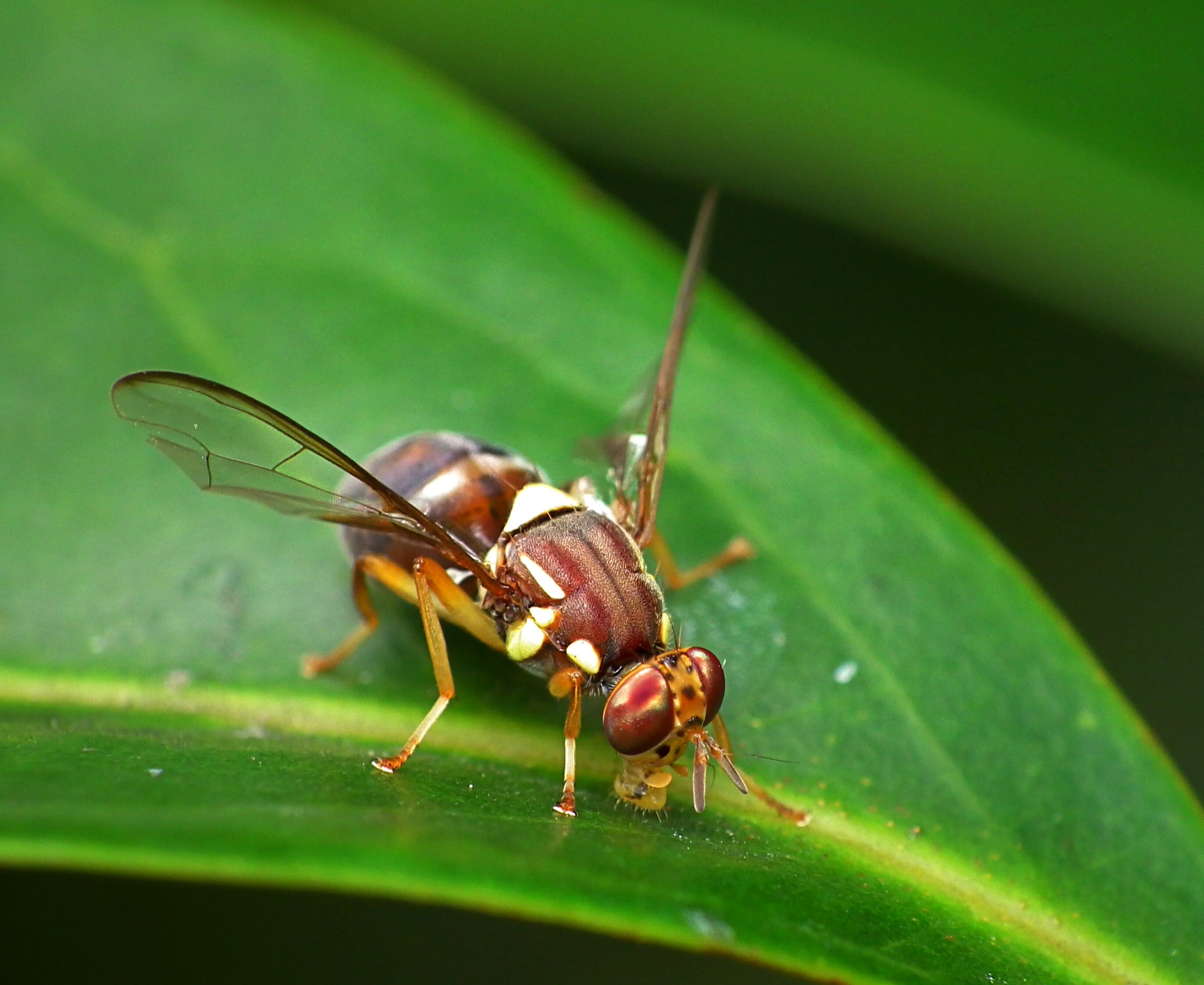 Residents urged to destroy homegrown produce as Qld fruit fly detected in Perth