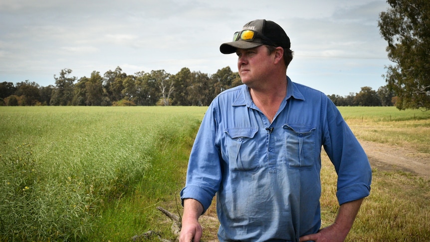 man in blue shirt with rolled up sleeve and cap looks over a green crop