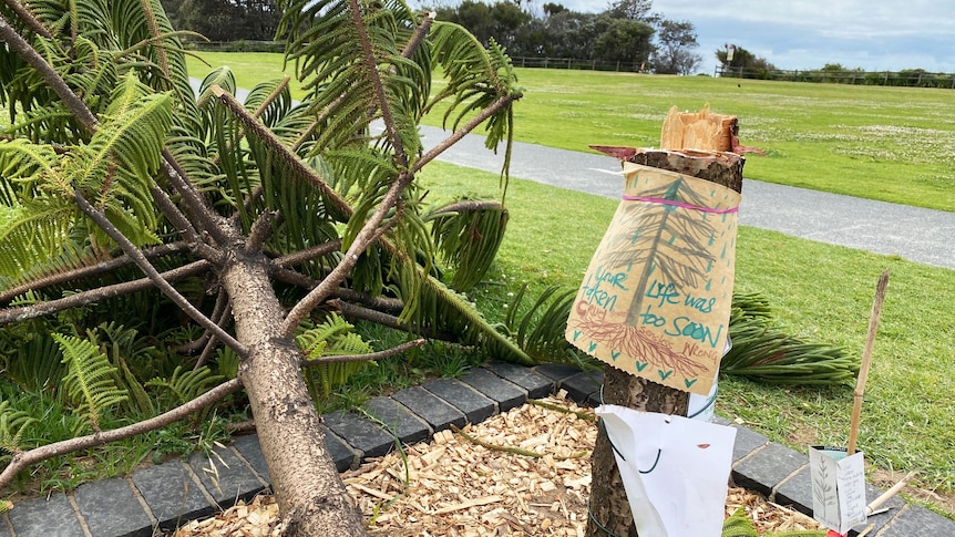 A note written on a brown paper bag has been strapped to a tree that has been chopped down