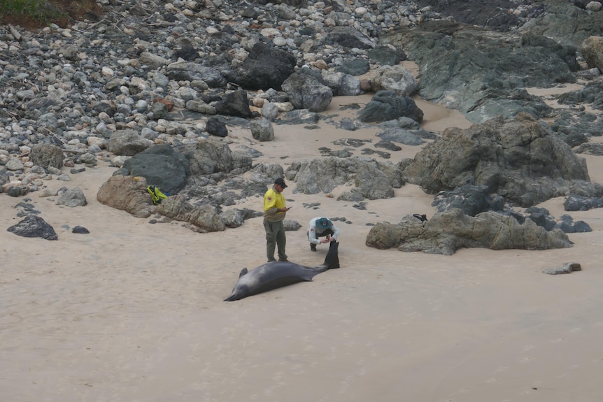 A small dead grey coloured whale is examined by rangers on a beach.