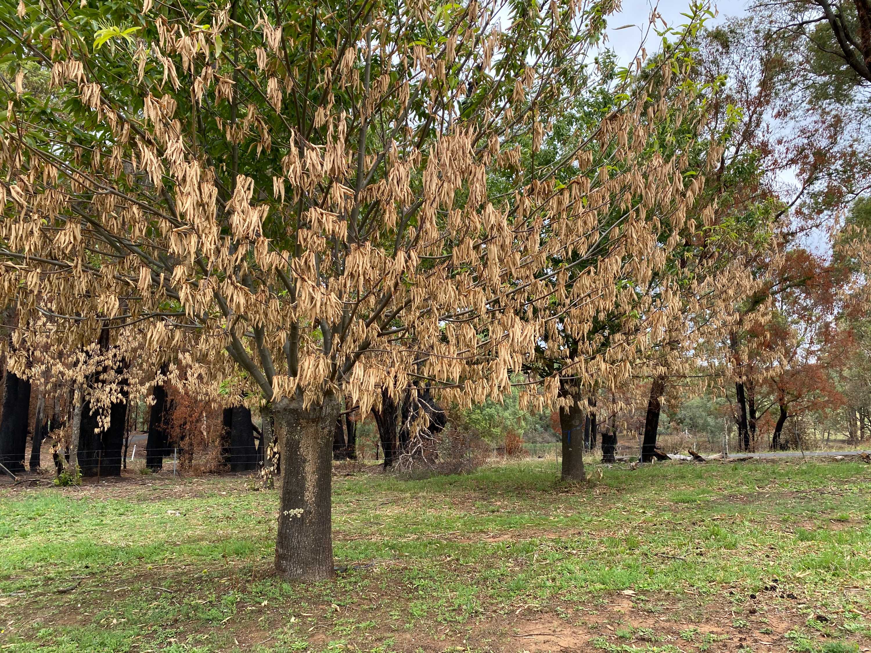 Green chestnut trees that have been burnt and are now brown.