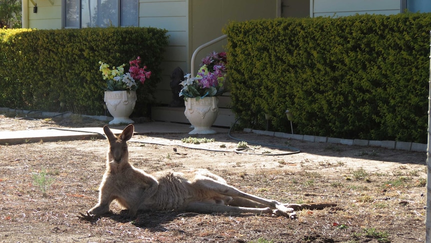 One of the many kangaroos invading Longreach during the drought