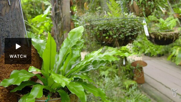 A lush, green garden filled with ferns and plants in hanging baskets. Has Video.