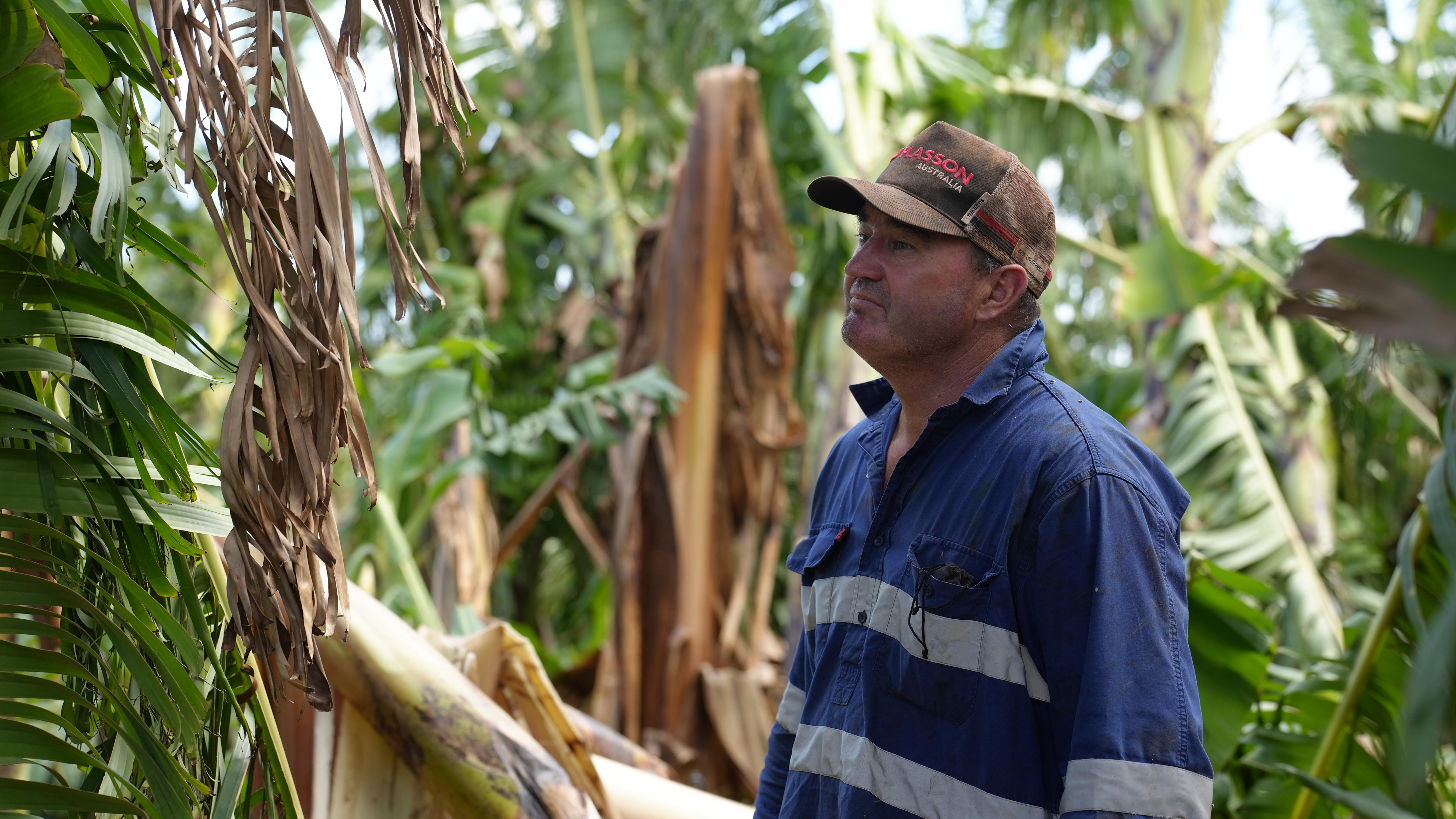 A man looks up at his banana plantation with a sad look on his face. 