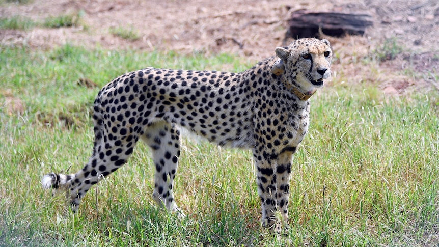 A cheetah stands in grassland after being released.