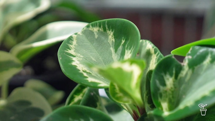 Close up of an indoor plant with variegated leaves.