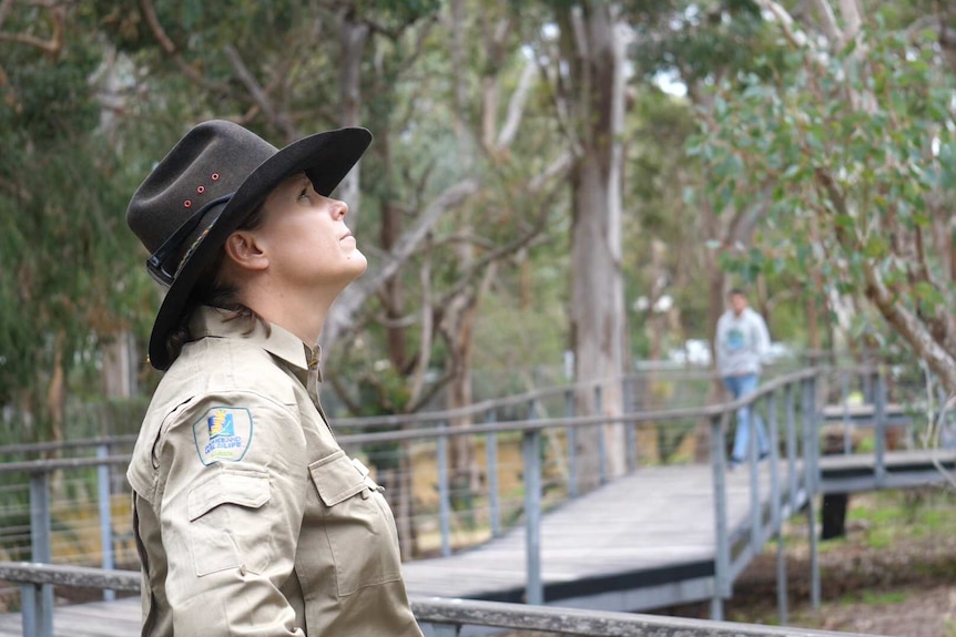 A woman in a ranger's khaki uniform and an Akubra-style hat stands on a boardwalk looking up at the trees.