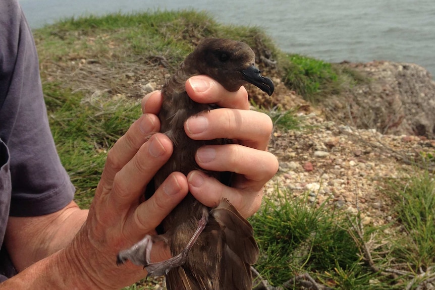A brown seabird being held in a person's hand.