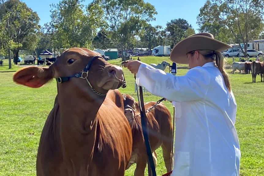 A girl in a white coat and broad-brimmed hat leads a brown cow in a show ring. 