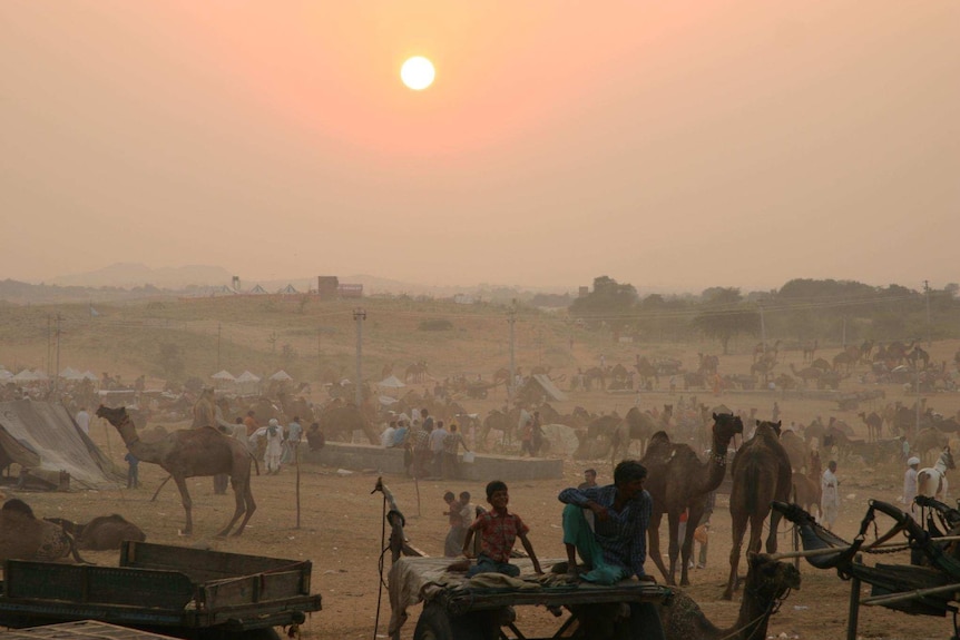 A wide view of people and camels with the sun setting in the background.