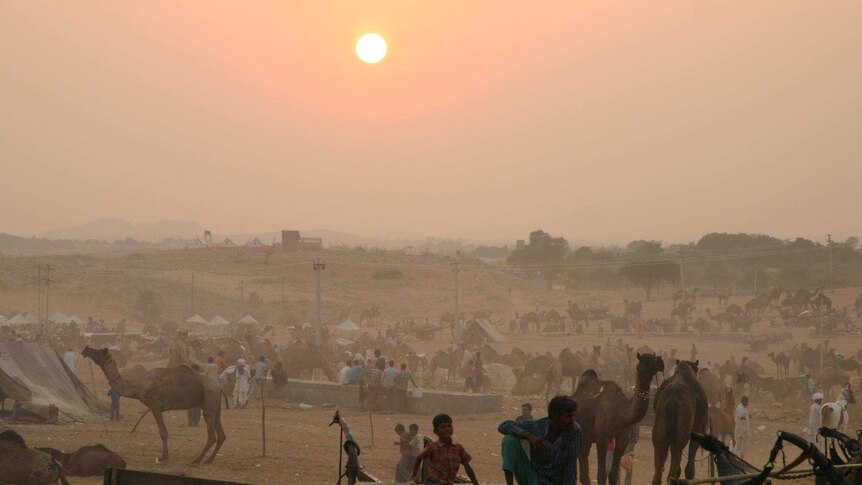 A wide view of people and camels with the sun setting in the background.