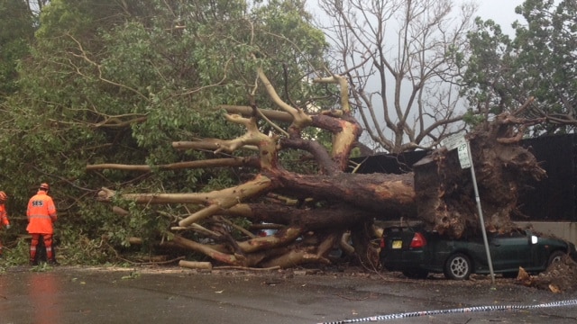 Hornsby storm, car crushed by massive tree