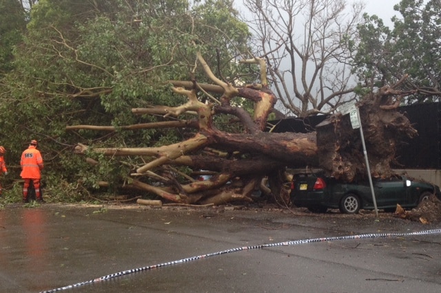 Hornsby storm, car crushed by massive tree