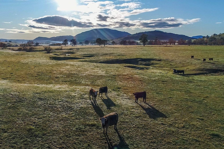 A shot from above of cattle in a green paddock, a creek runs behind them, mountains in the background, the sun rises.