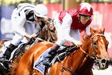 Fight to the finish: Kerrin McEvoy battles home aboard Sepoy at Flemington. (Getty: Mark Dadswell)