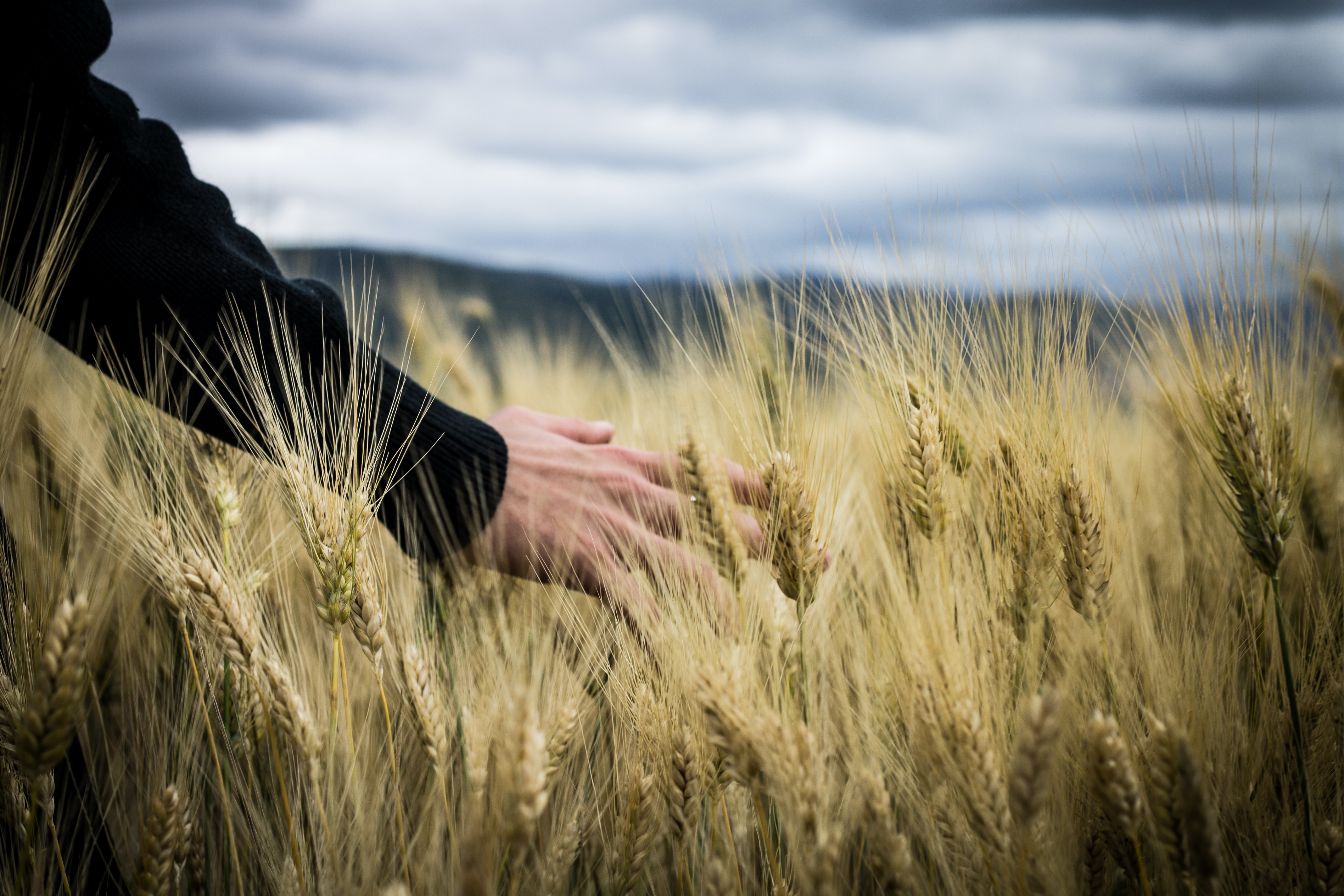 Food Security in a Turbulent World