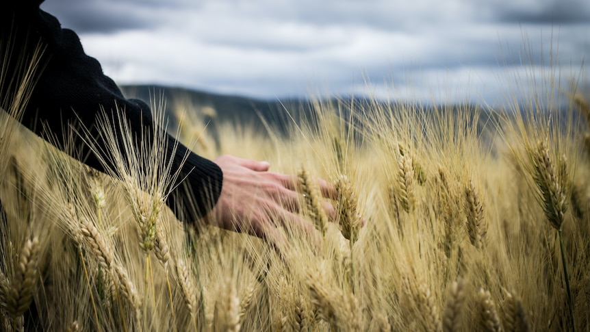 A person walks through a field of wheat.