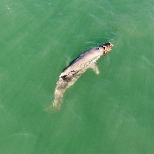 A dolphin on its side in green waters.