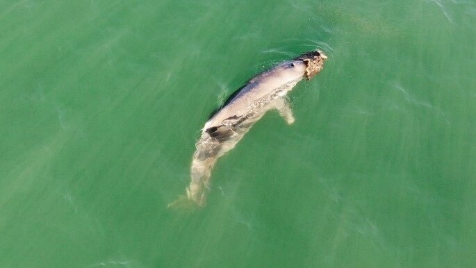 A dolphin on its side in green waters.