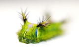 Close up photo of a bright green caterpillar with brown spikes along its antennae