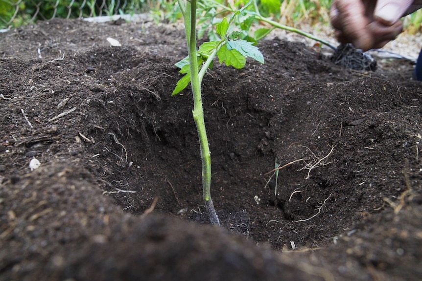 The roots of a tomato plant being planted in a home garden veggie patch or hobby farm