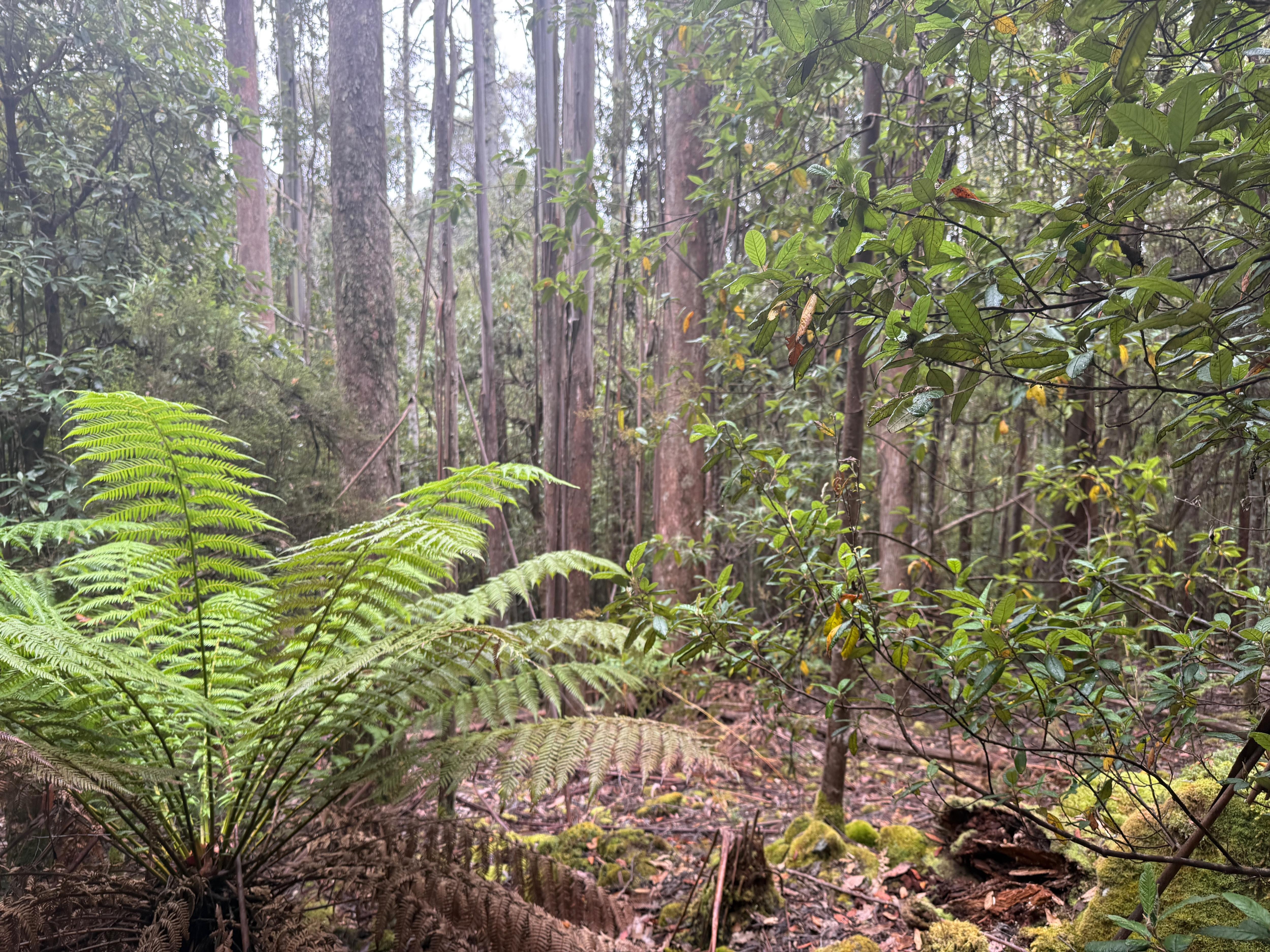 A large fern in a bushland.